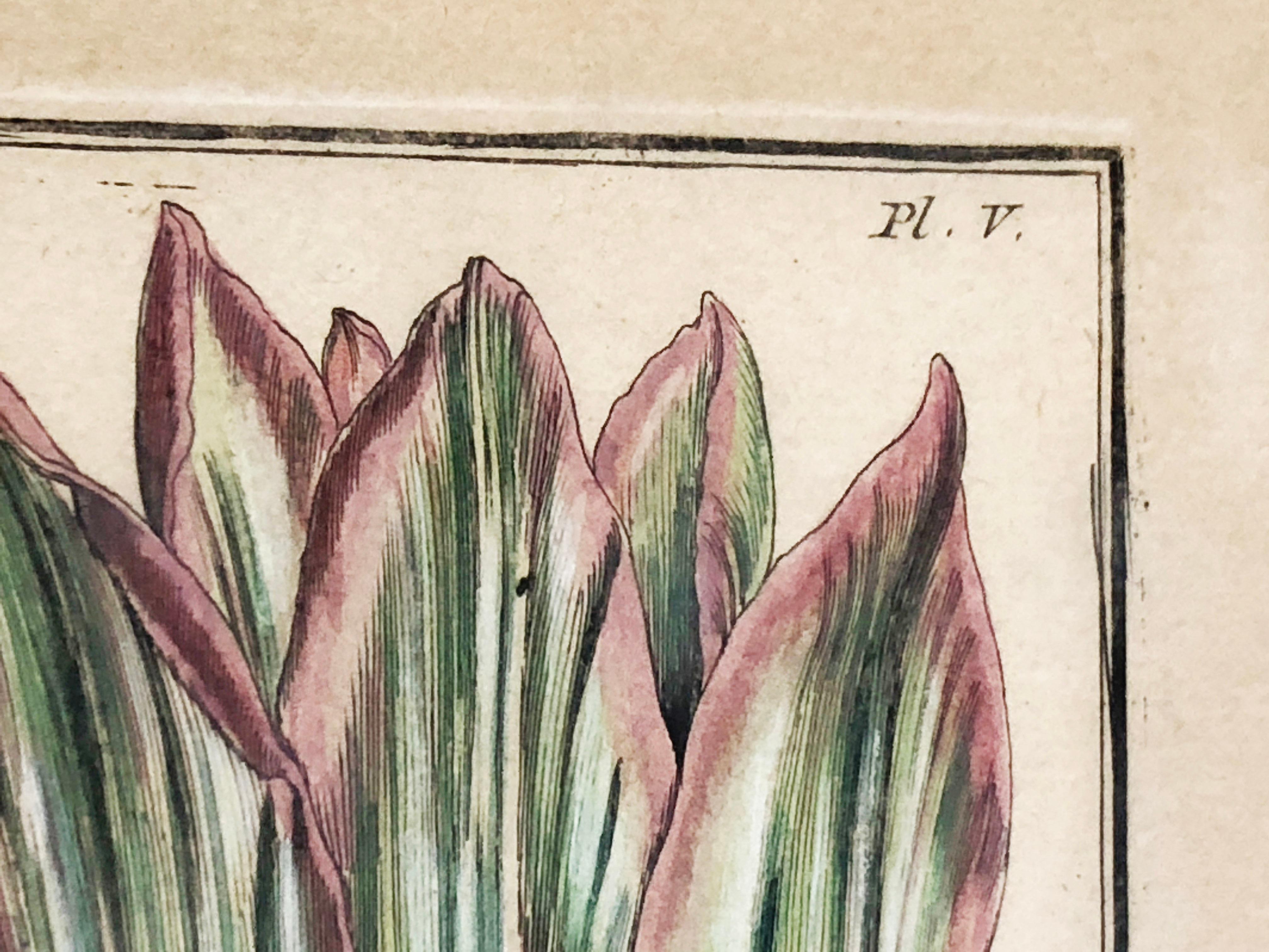 Emanuel Sweert - Maria Merian - Daniel Rabel - Copper engraving 4 tulips plate 5 For Sale 3