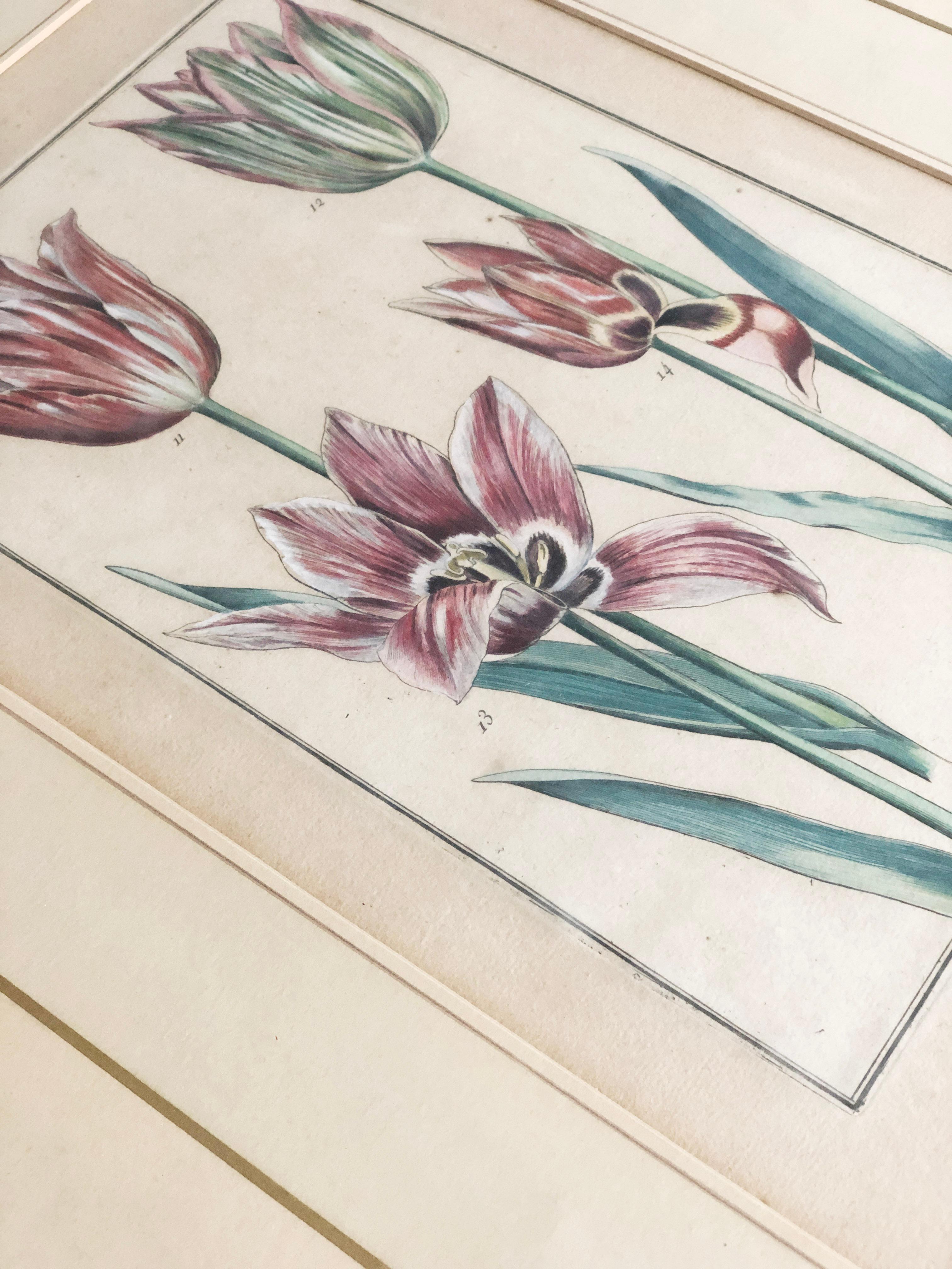 Emanuel Sweert - Maria Merian - Daniel Rabel - Copper engraving 4 tulips plate 5 For Sale 8