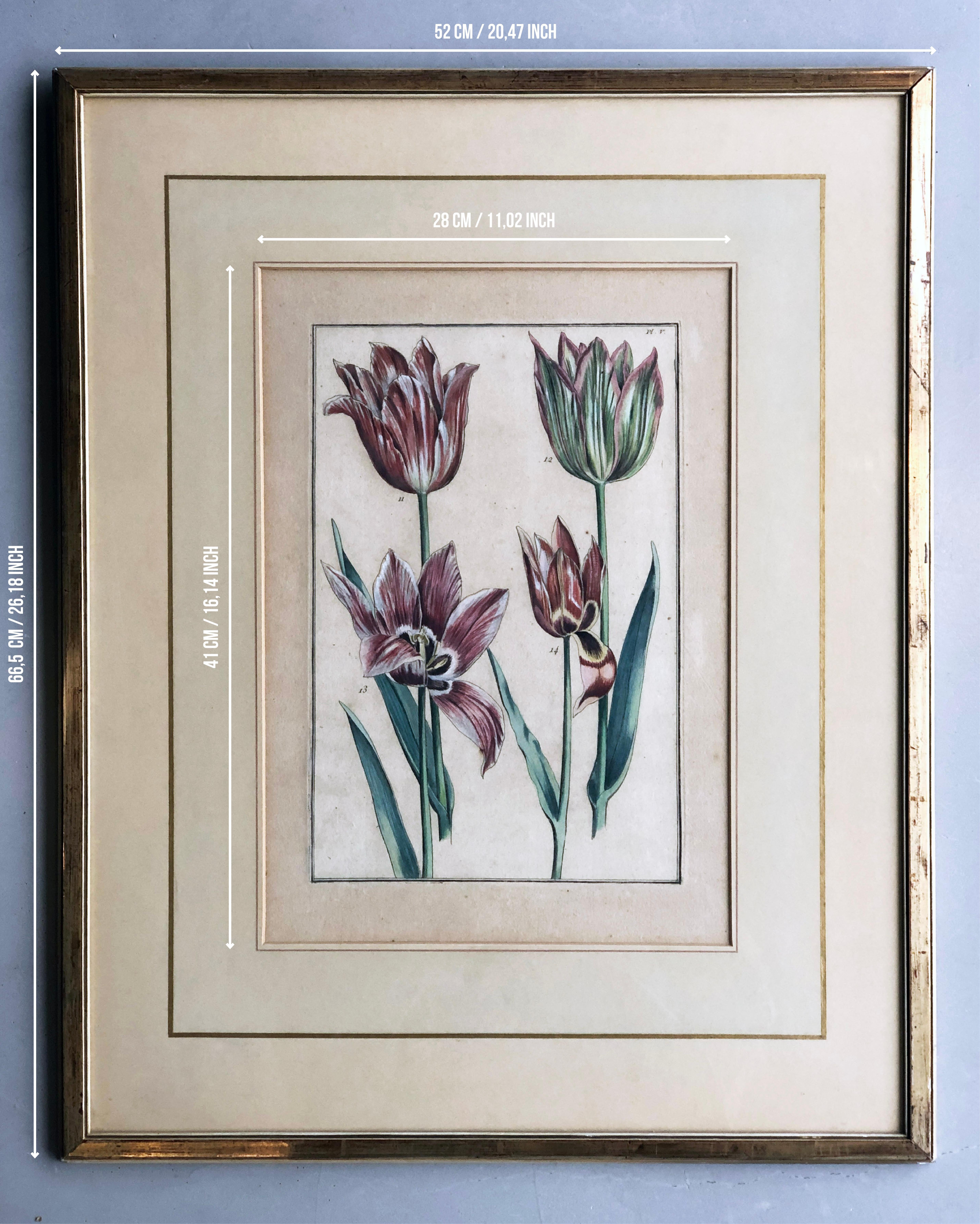 Emanuel Sweert - Maria Merian - Daniel Rabel - gravure sur cuivre 4 tulipes planche 5 en vente 10