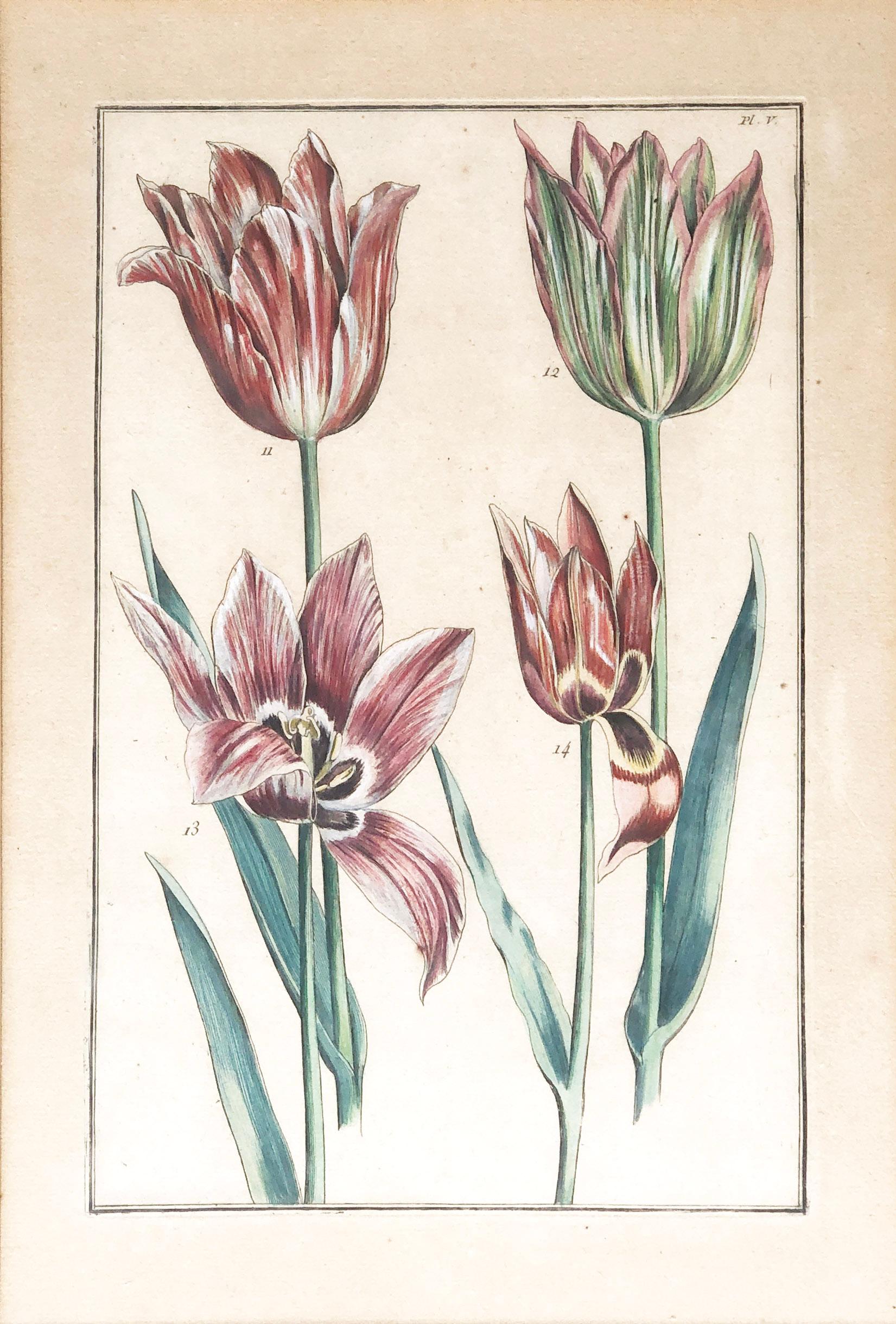 L'UNE DES PLUS BELLES GRAVURES DE TULIPES JAMAIS PUBLIÉES Quatre tulipes PL.V. (planche 5), gravure sur cuivre réalisée par Em(m)anuel Sweert(s) et publiée par Daniel Rabel à Paris en 1622-1633 dans le cadre du 