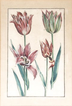 Emanuel Sweert - Maria Merian - Daniel Rabel - Copper engraving 4 tulips plate 5