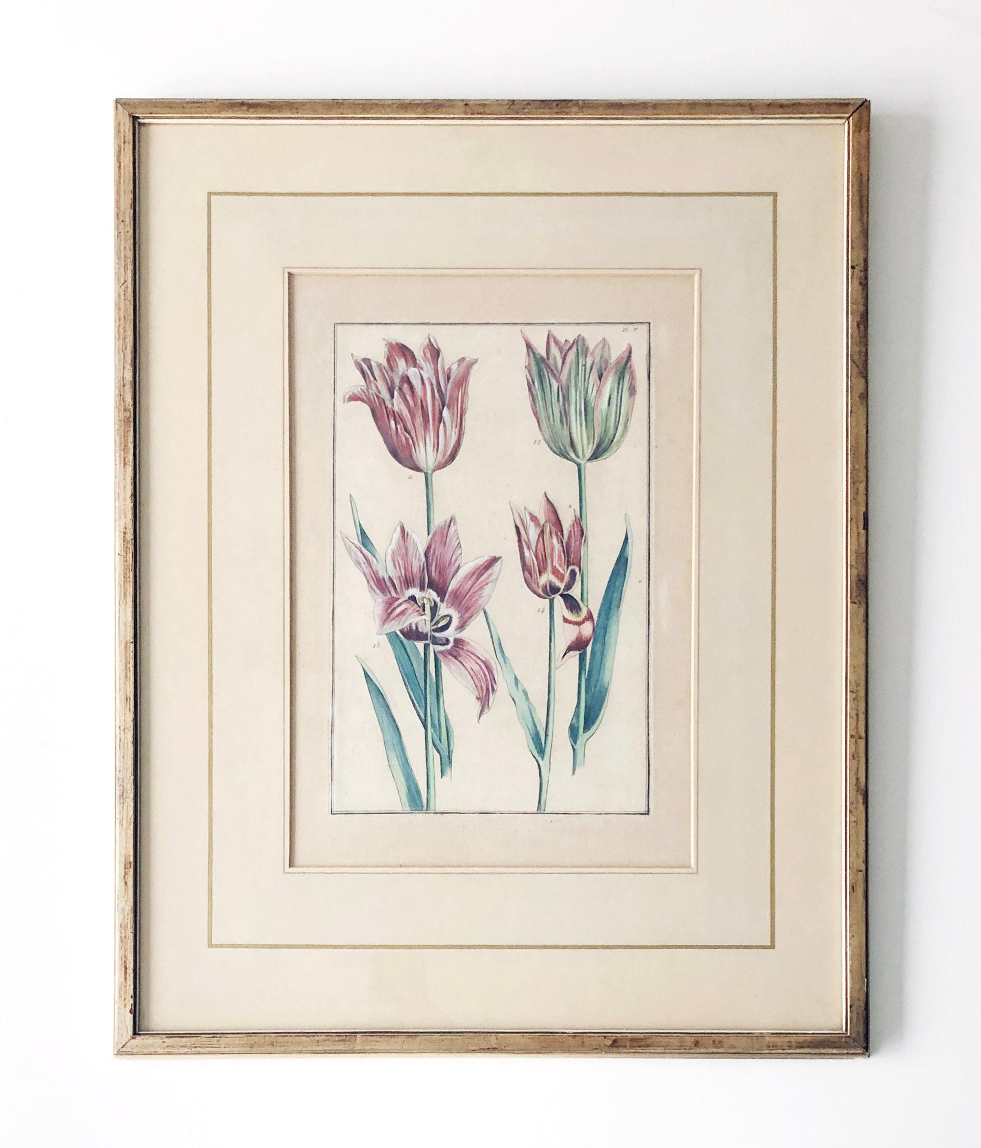Autre Emanuel Sweert - Maria Merian - Daniel Rabel - gravure sur cuivre 4 tulipes planche 5 en vente