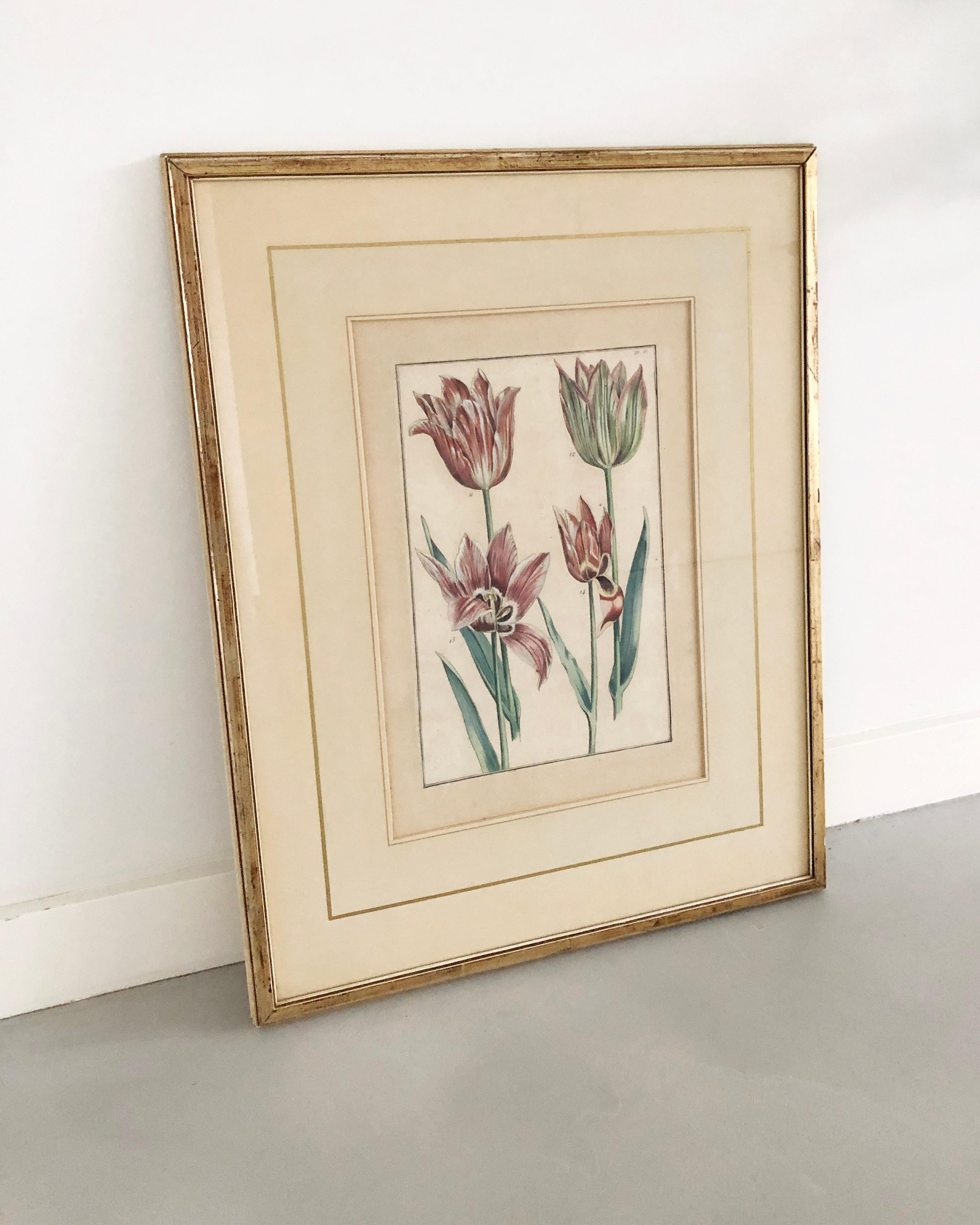 Dutch Emanuel Sweert - Maria Merian - Daniel Rabel - Copper engraving 4 tulips plate 5 For Sale