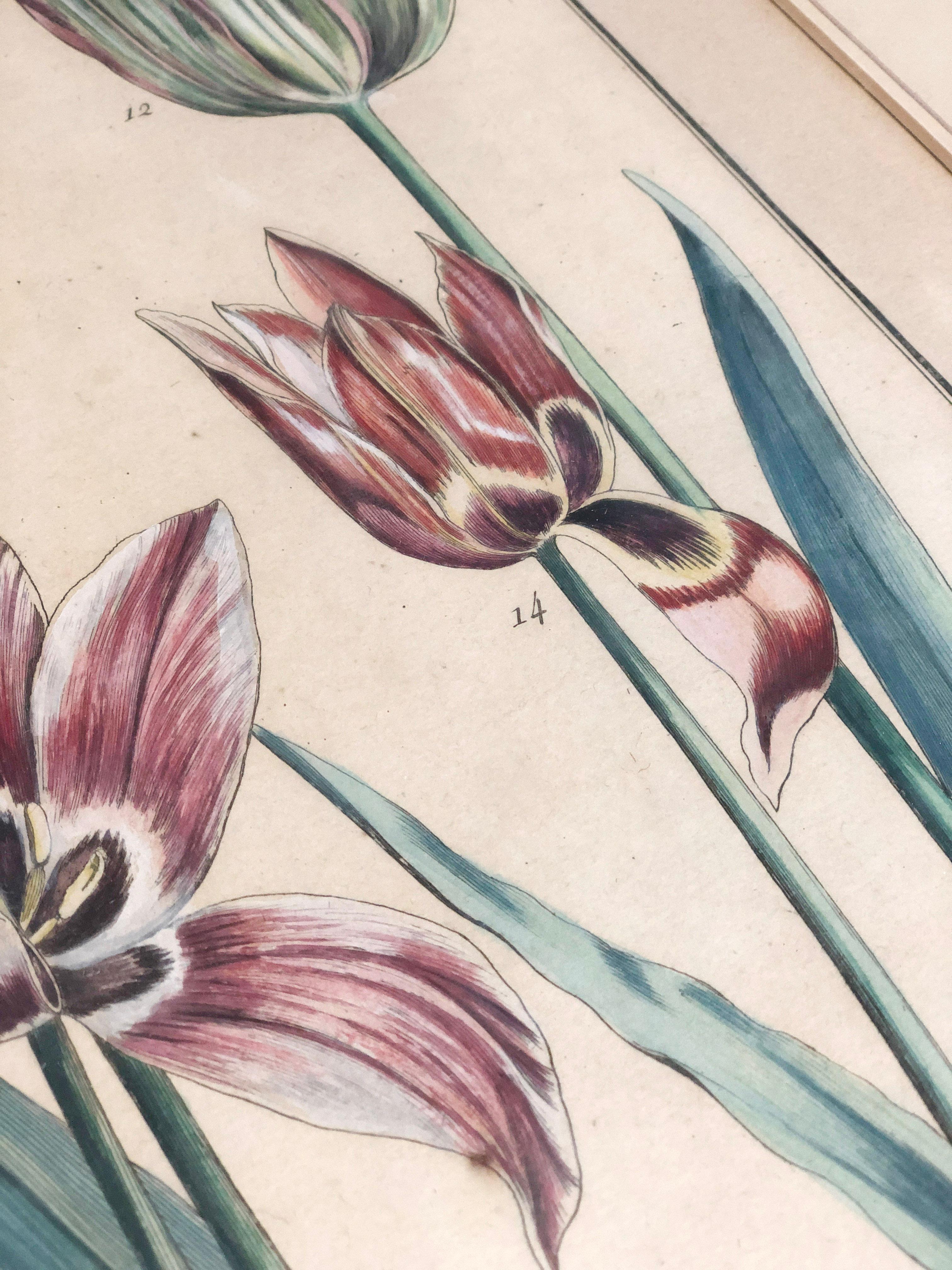 18th Century Emanuel Sweert - Maria Merian - Daniel Rabel - Copper engraving 4 tulips plate 5 For Sale