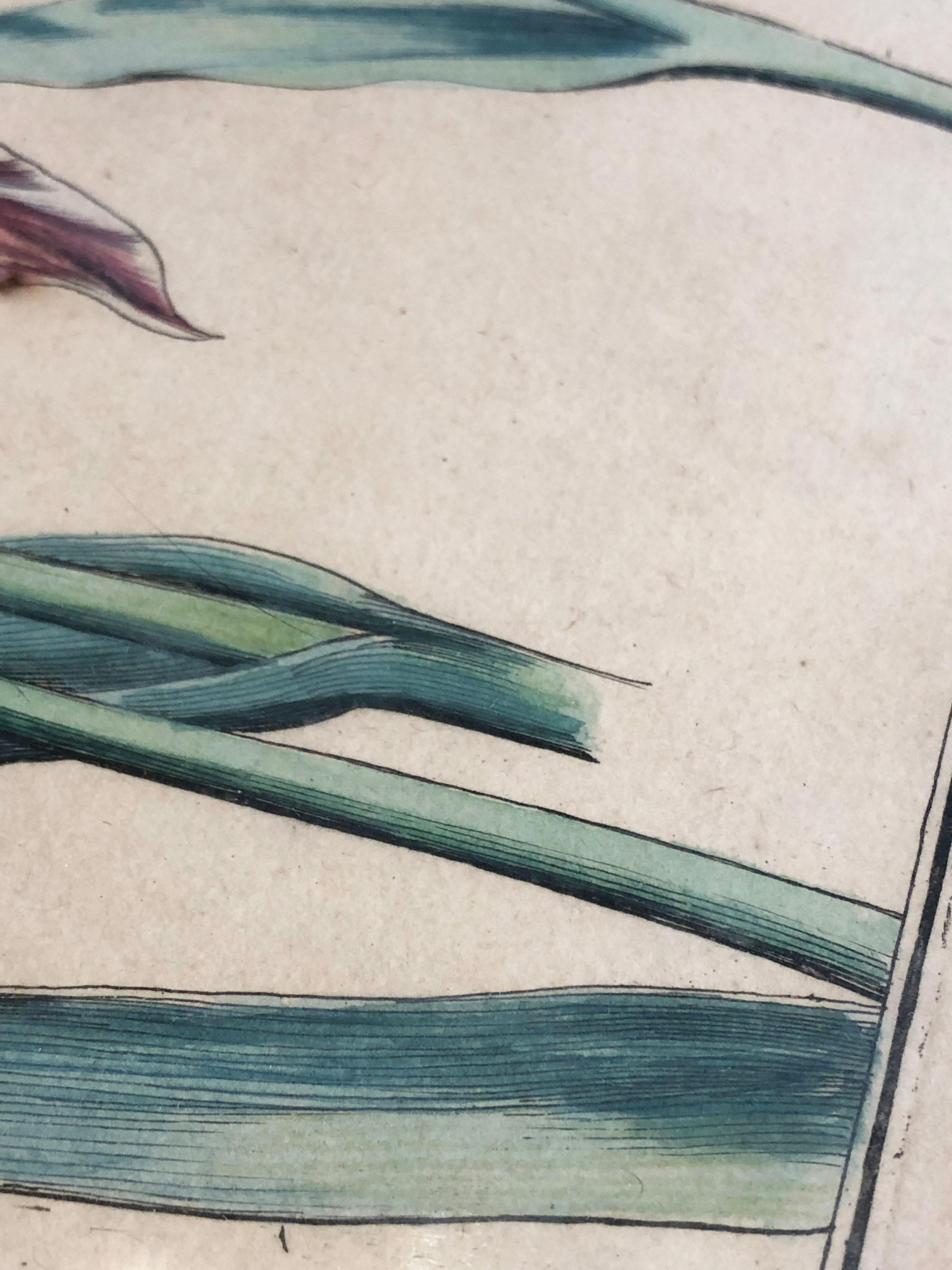 Papier Emanuel Sweert - Maria Merian - Daniel Rabel - gravure sur cuivre 4 tulipes planche 5 en vente