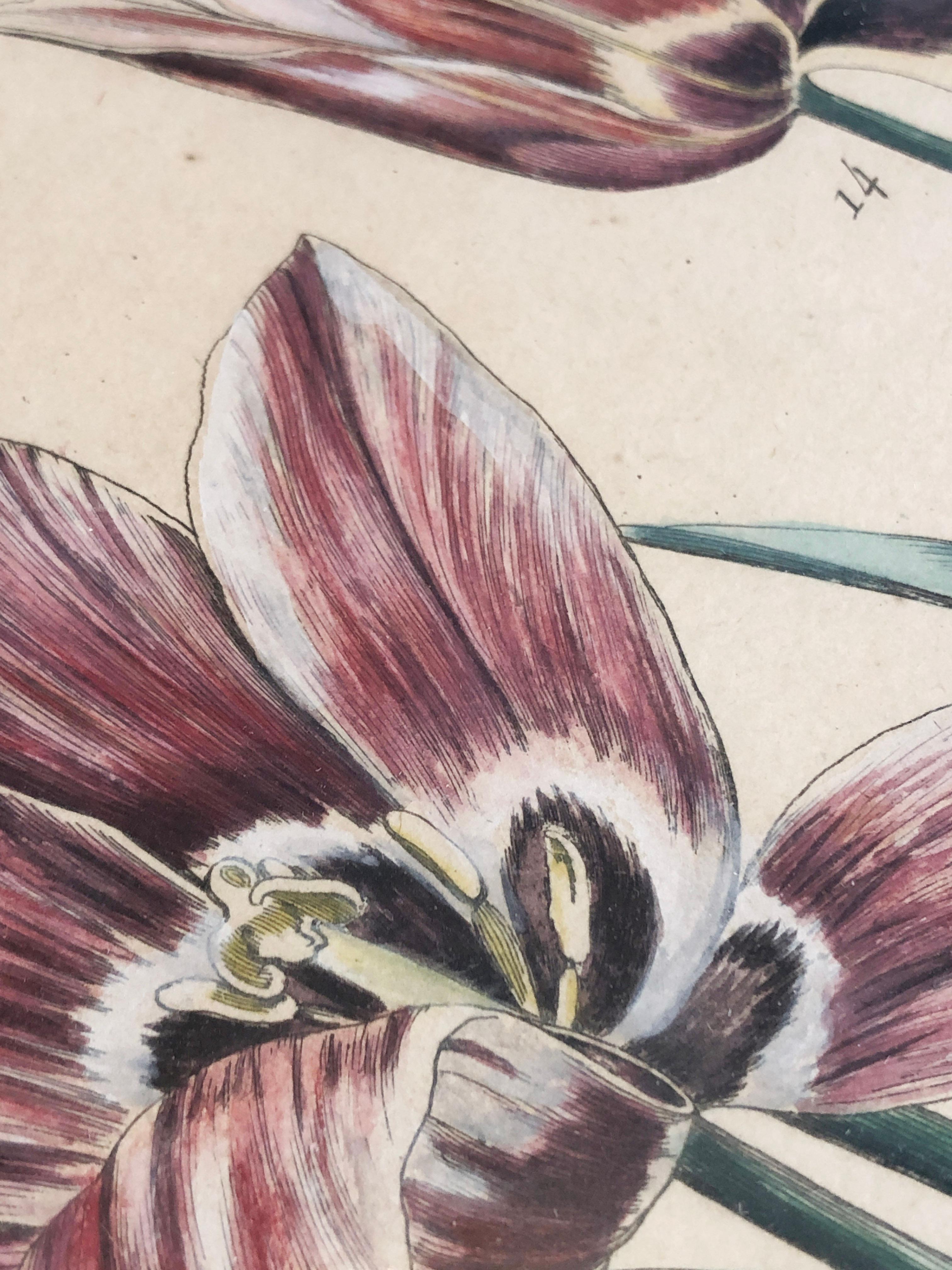 Emanuel Sweert - Maria Merian - Daniel Rabel - Copper engraving 4 tulips plate 5 For Sale 1