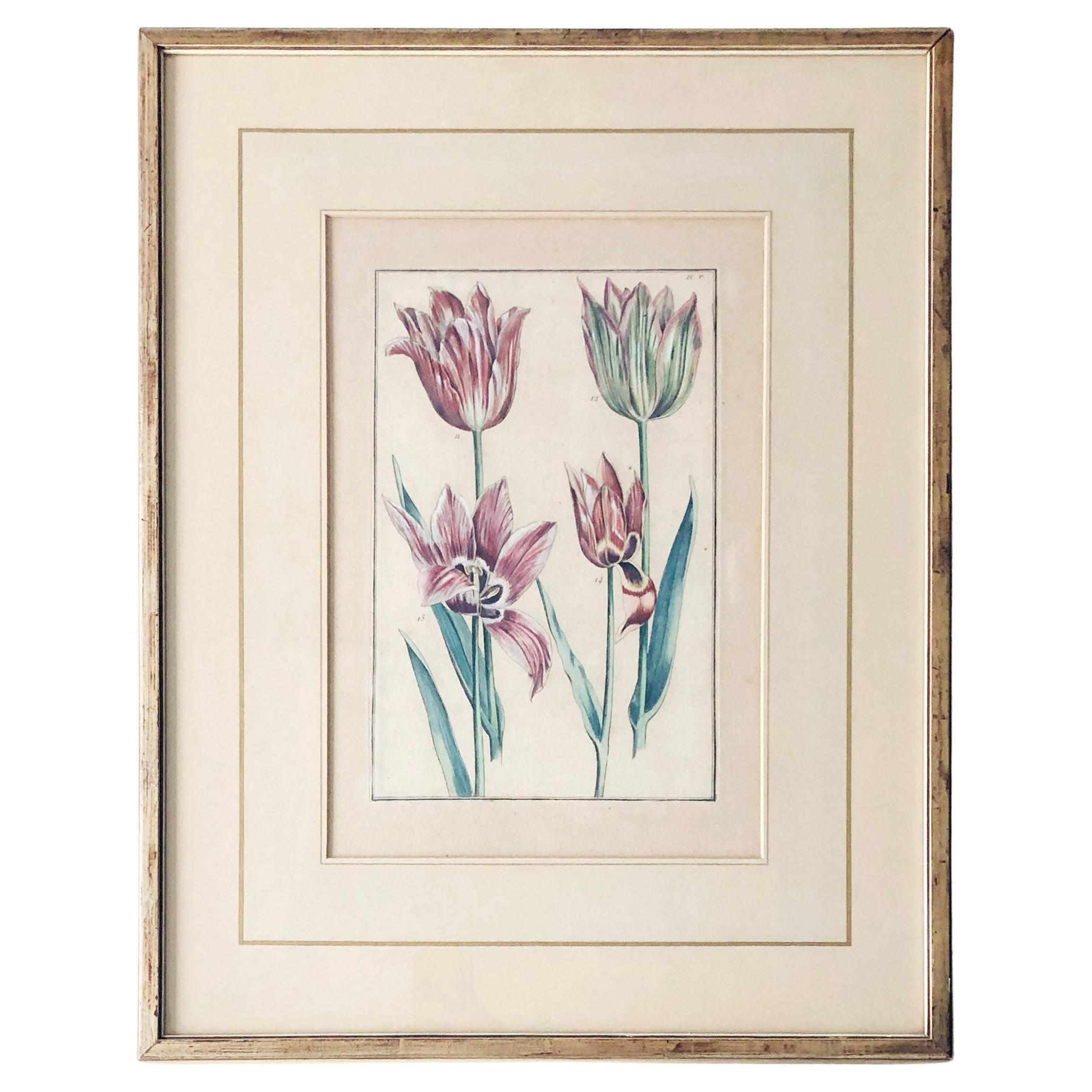 Emanuel Sweert - Maria Merian - Daniel Rabel - Copper engraving 4 tulips plate 5