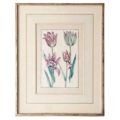 Emanuel Sweert - Maria Merian - Daniel Rabel - Copper engraving 4 tulips plate 5