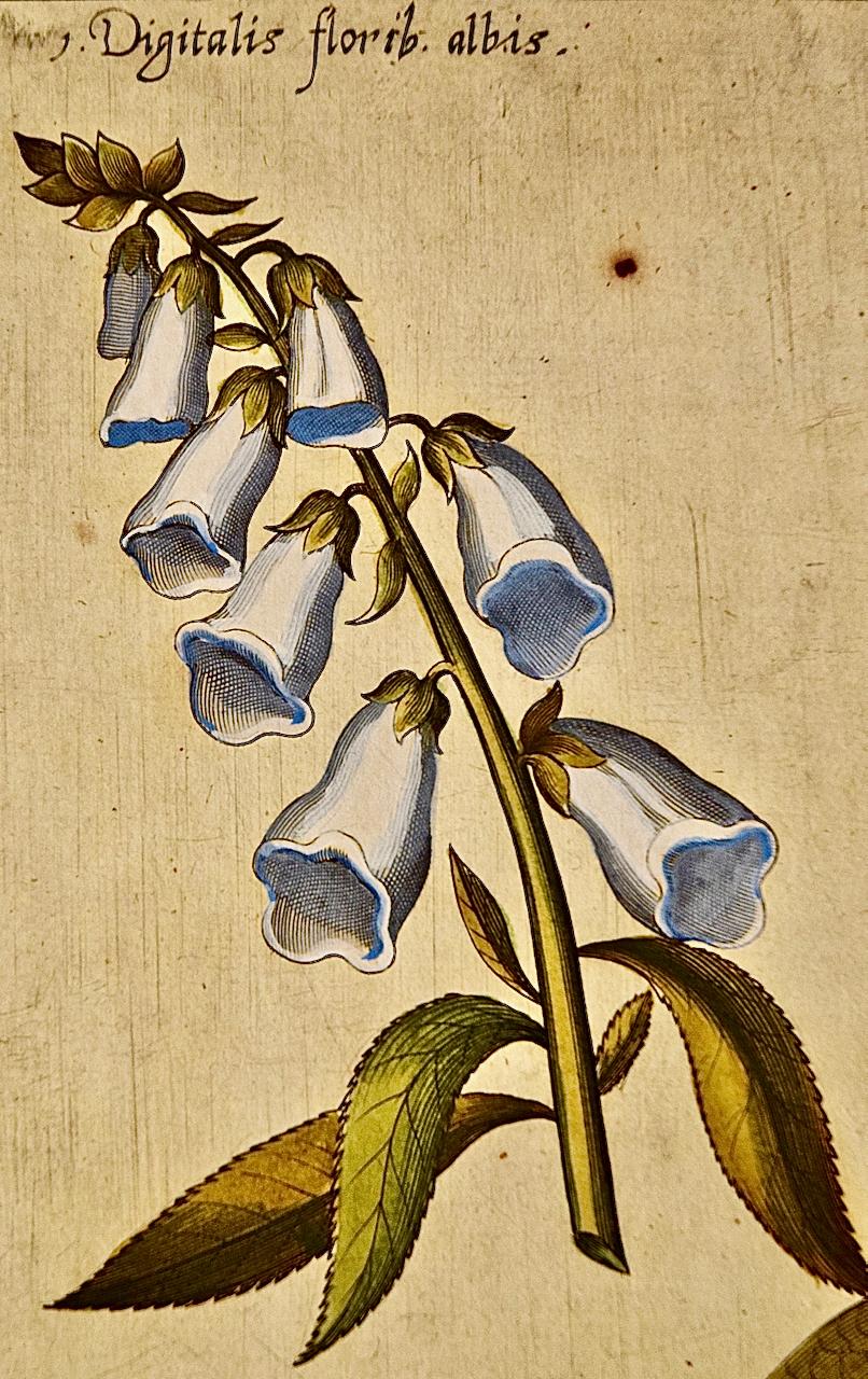 Flowering Digitalis Plants: An Original 17th C. Botanical Engraving by E. Sweert - Print by Emanuel Sweert