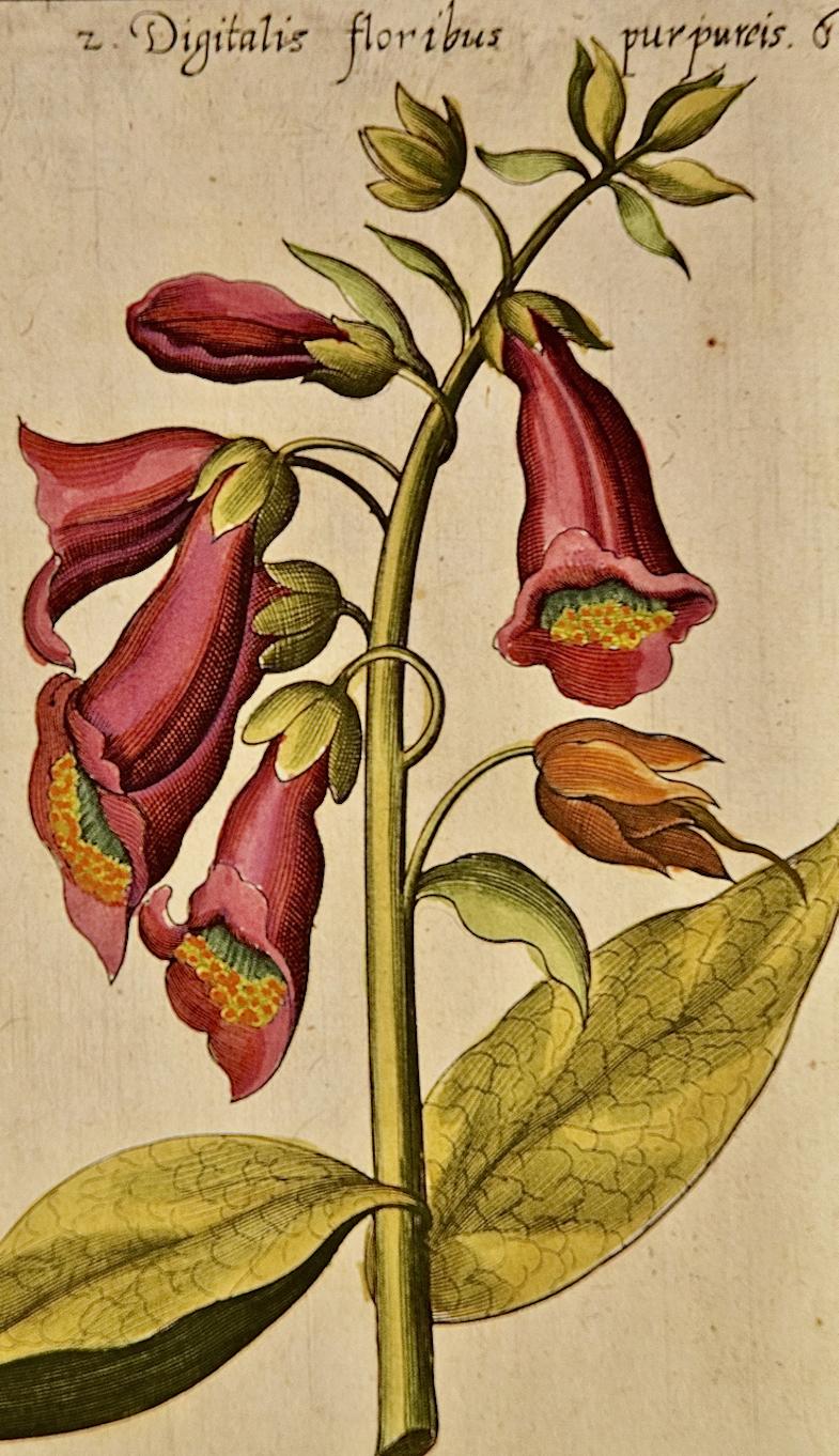 Flowering Digitalis Plants: An Original 17th C. Botanical Engraving by E. Sweert - Naturalistic Print by Emanuel Sweert