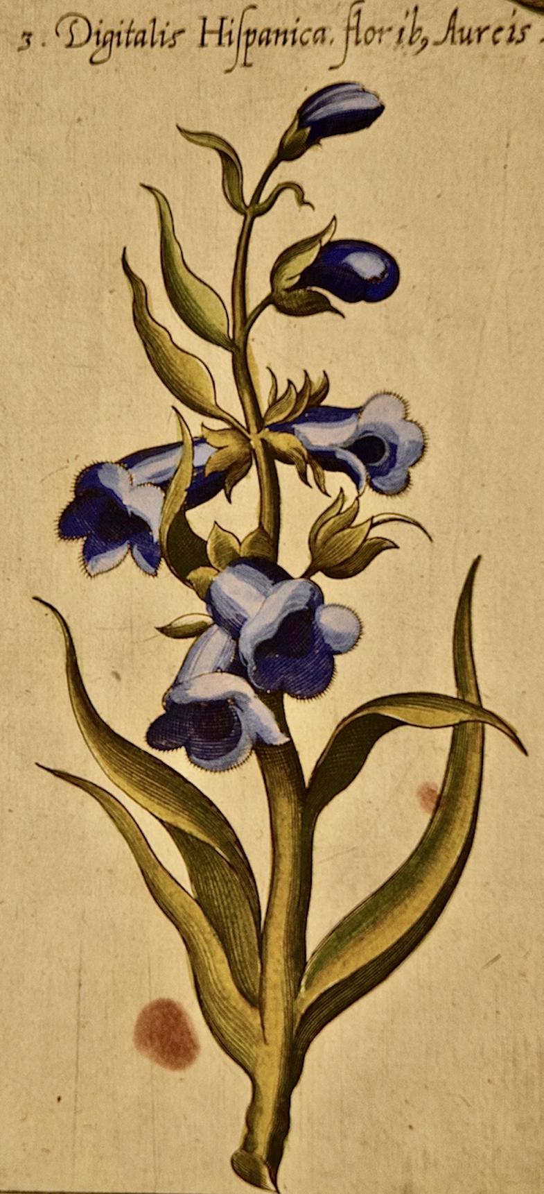 Flowering Digitalis Plants: An Original 17th C. Botanical Engraving by E. Sweert - Beige Still-Life Print by Emanuel Sweert