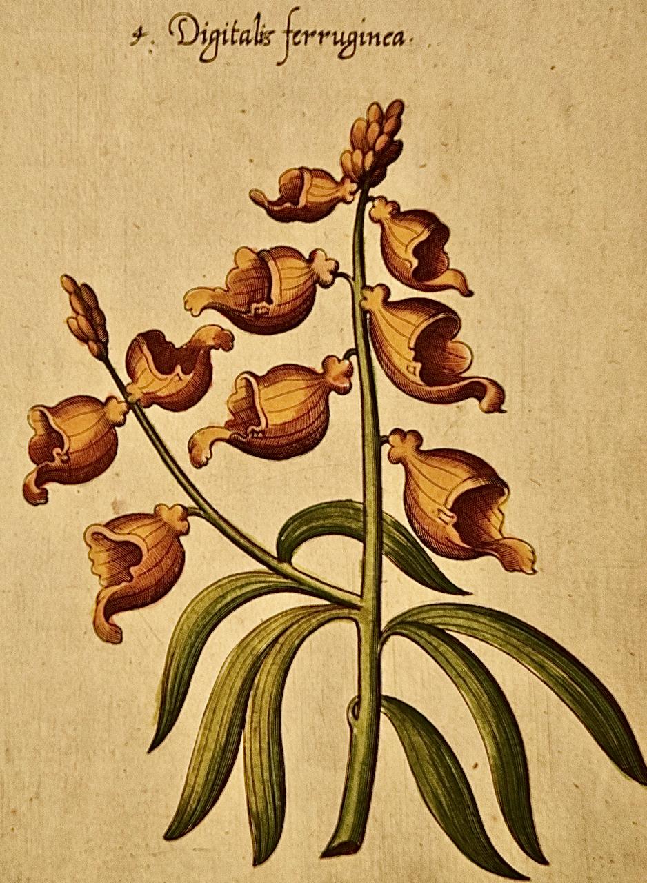 This beautiful and extremely rare early 17th century hand-colored copperplate engraving of four flowering Digitalis plants by the Dutch artist and botanist Emanuel Sweert is plate 6 in his publication 
