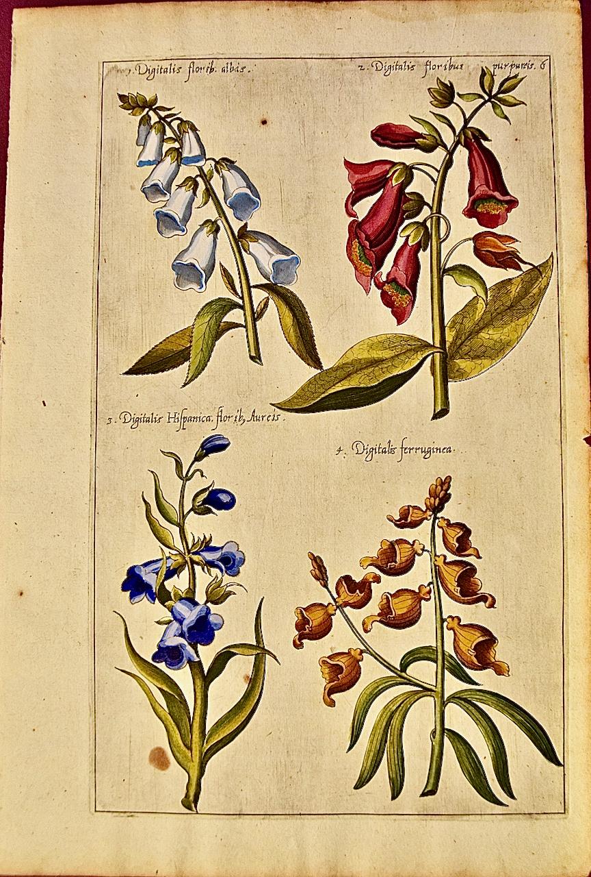 Emanuel Sweert Still-Life Print - Flowering Digitalis Plants: An Original 17th C. Botanical Engraving by E. Sweert