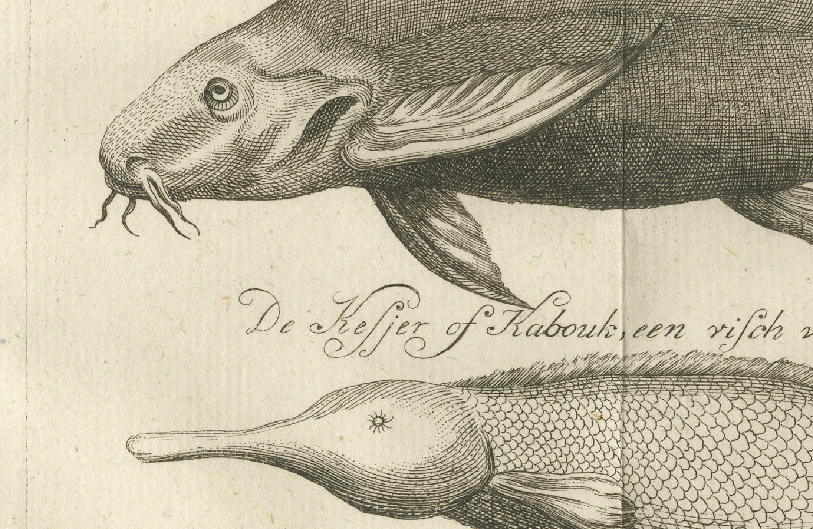 Pájaros embalsamados y peces del Nilo - Curiosidades naturales egipcias, c.1776

Descripción:
Este intrigante grabado antiguo presenta un estudio detallado de especímenes naturales y rituales encontrados en Egipto, que data de alrededor de 1776. La