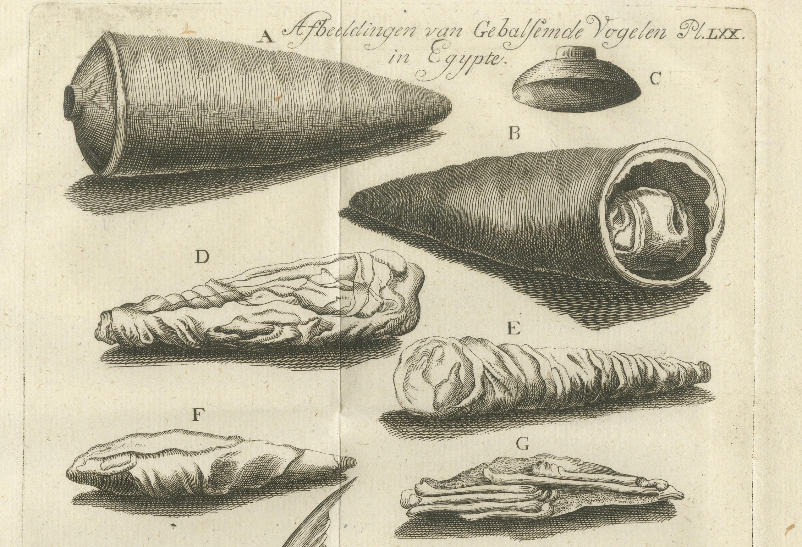 Pájaros embalsamados y peces del Nilo - Curiosidades naturales egipcias, c.1776 Holandés en venta