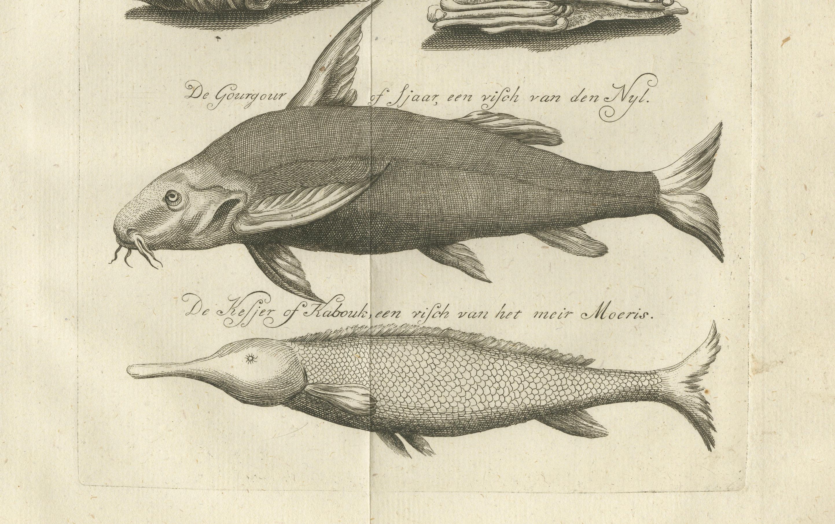 Pájaros embalsamados y peces del Nilo - Curiosidades naturales egipcias, c.1776 Grabado en venta