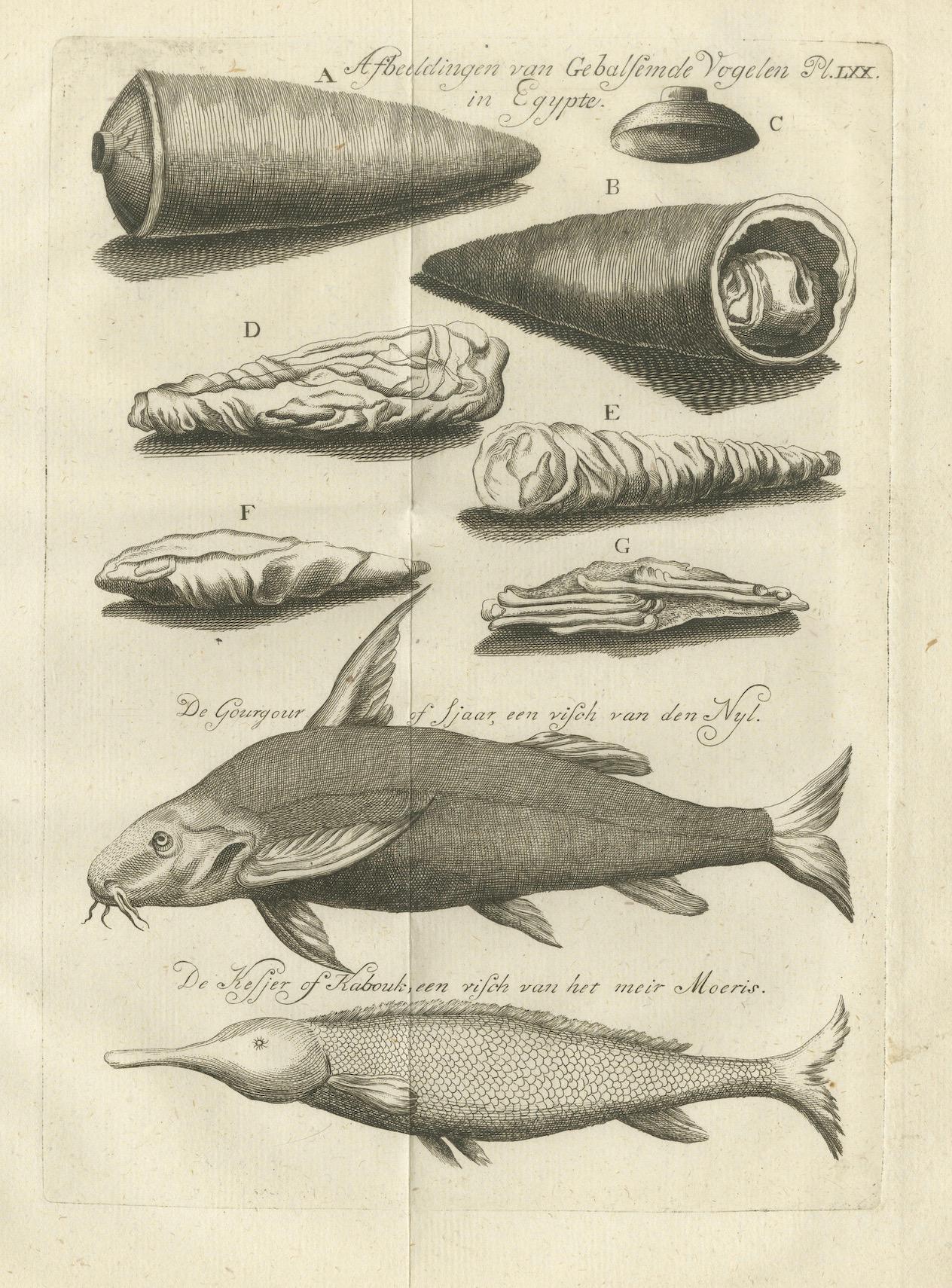 Pájaros embalsamados y peces del Nilo - Curiosidades naturales egipcias, c.1776 en Bueno estado para la venta en Langweer, NL