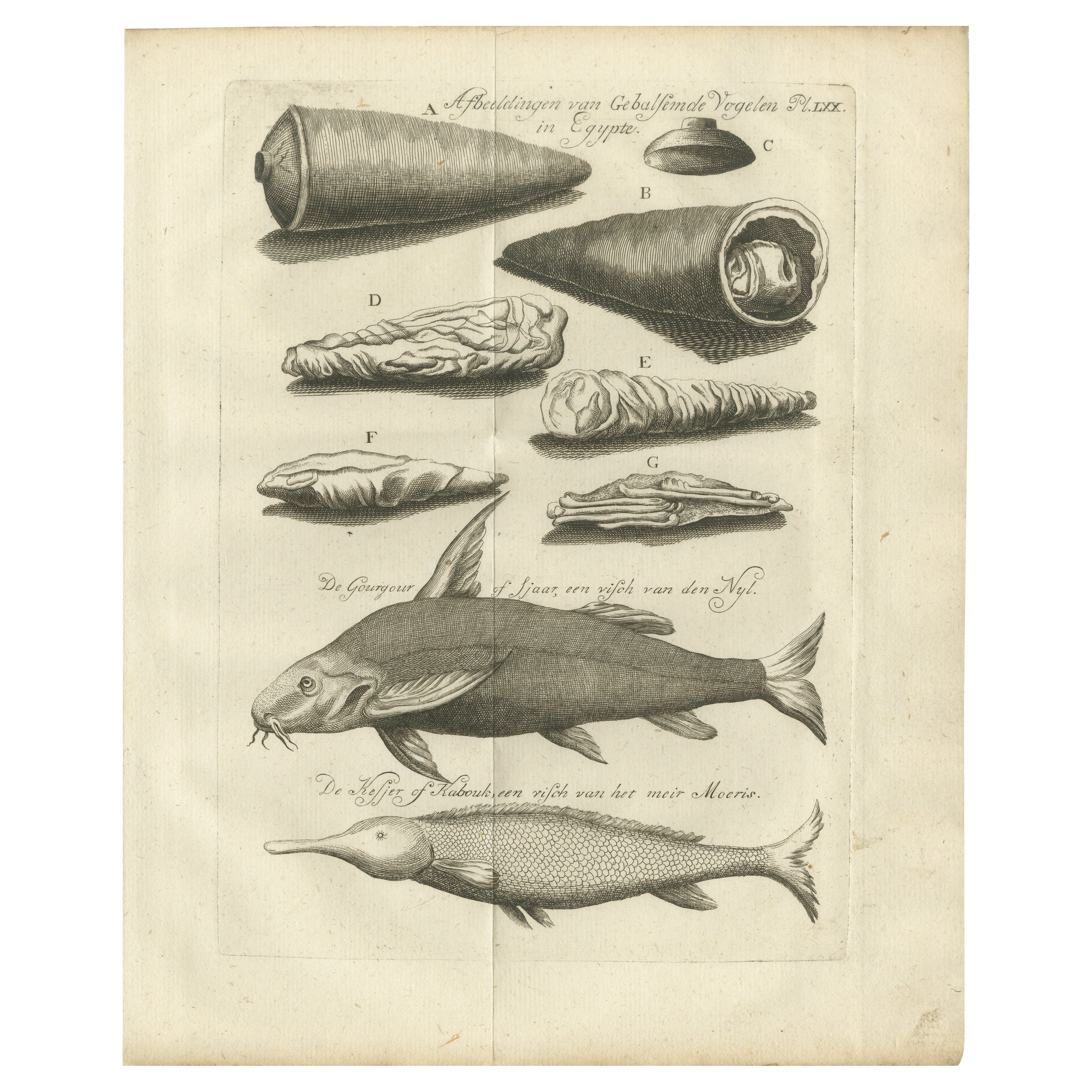 Pájaros embalsamados y peces del Nilo - Curiosidades naturales egipcias, c.1776 en venta