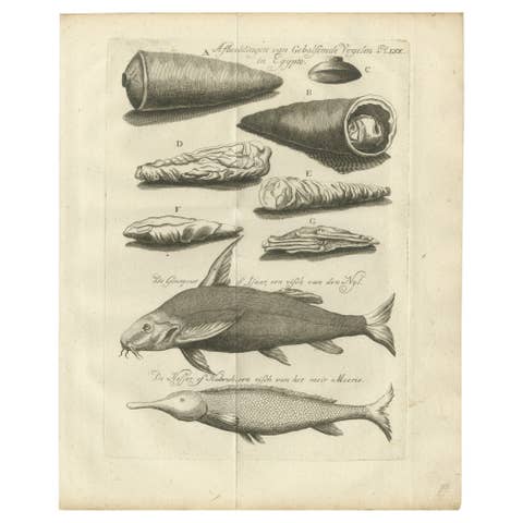 Embalmed Birds and Nile Fish – Egyptian Natural Curiosities, c.1776