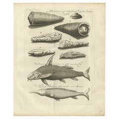 Einbalsamierte Vögel und Nilfische - Ägyptische Naturkuriositäten, um 1776