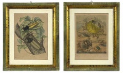 Flora and Fauna - Lithograph by Emil Hochdanz- 19th Century