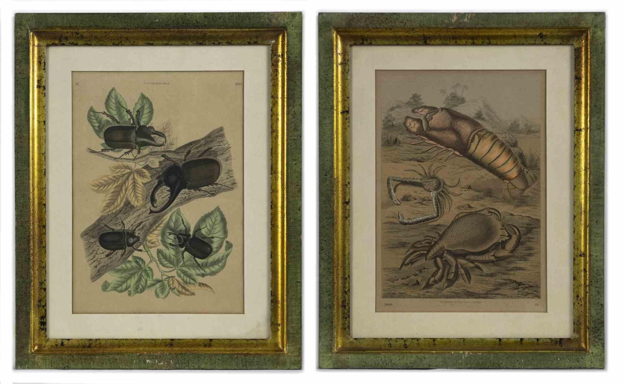 Flora and fauna is an original pair of modern artworks realized in 1869 by the German atist E. Hochdanz.

Hand watercolored lithograph.

Printed on plate of both artworks: Art Anst.v E.Hochdanz. Dated on lower left and number of plate print on lower