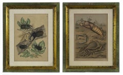 Flora und Fauna – Paar Original-Lithographien von Emil Hochdanz – 1869