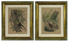 Insects - Pair of Original Lithographs by Emil Hochdanz- 1868-1869