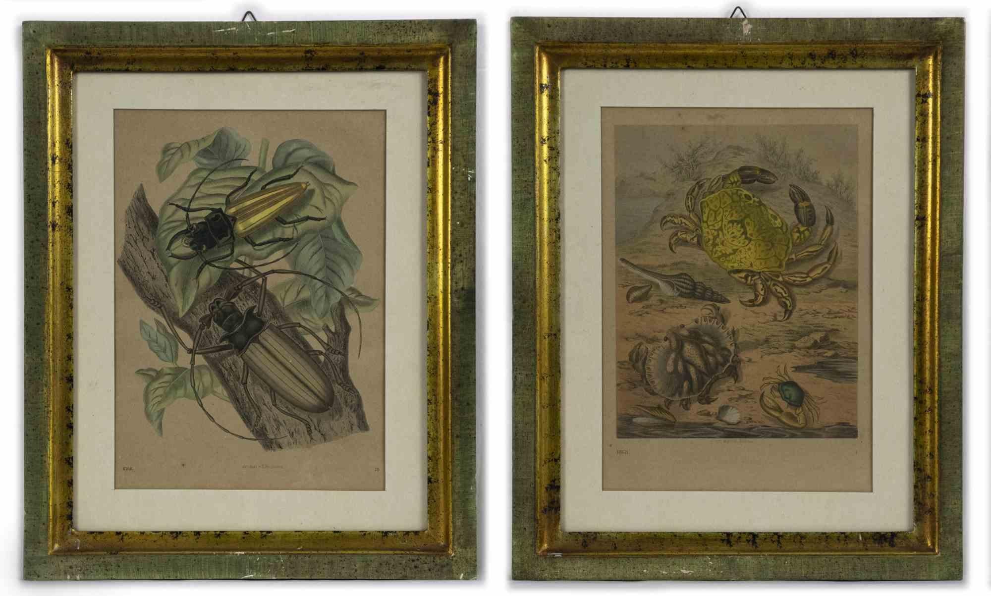 Paire de lithographies originales d'Emil Hochdanz - Insectes - 1868