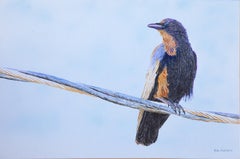 Used Crow on a Wire, Original Painting