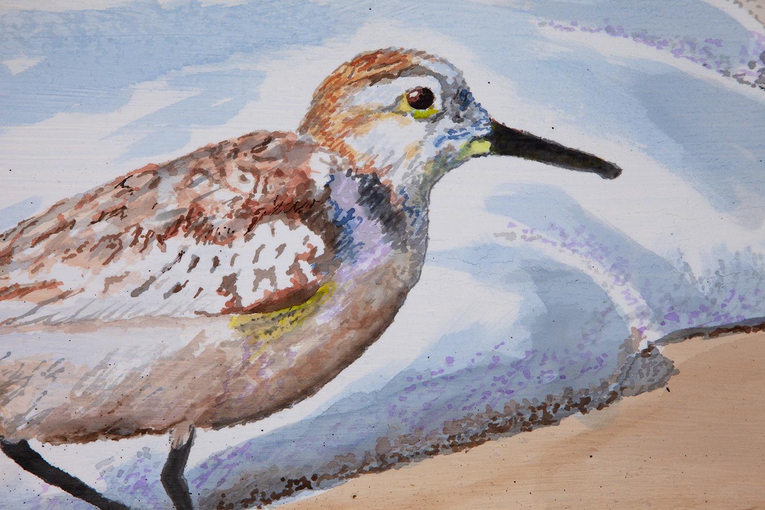 sanderling paint