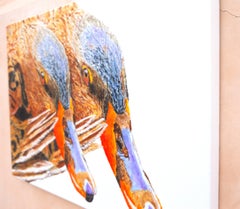 The Coy Miss Mallards, Original Painting