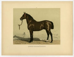 Anglo Normanner - Anglo Norman horse by Emil Volkers -Pl.2-Lithograph - 19th c.