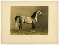 Araber - Arabian horse by Emil Volkers - Plate 3 - Lithograph - 19th c.