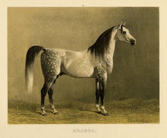 Araber - Arabian horse by Emil Volkers - Plate 3 - Lithograph - 19th c.