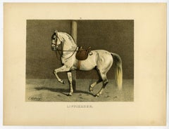 Lippizan horse - Spanish riding school by Emil Volkers - Lithograph - 19th c.