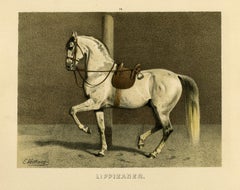 Lippizan horse - Spanish riding school by Emil Volkers - Lithograph - 19th c.