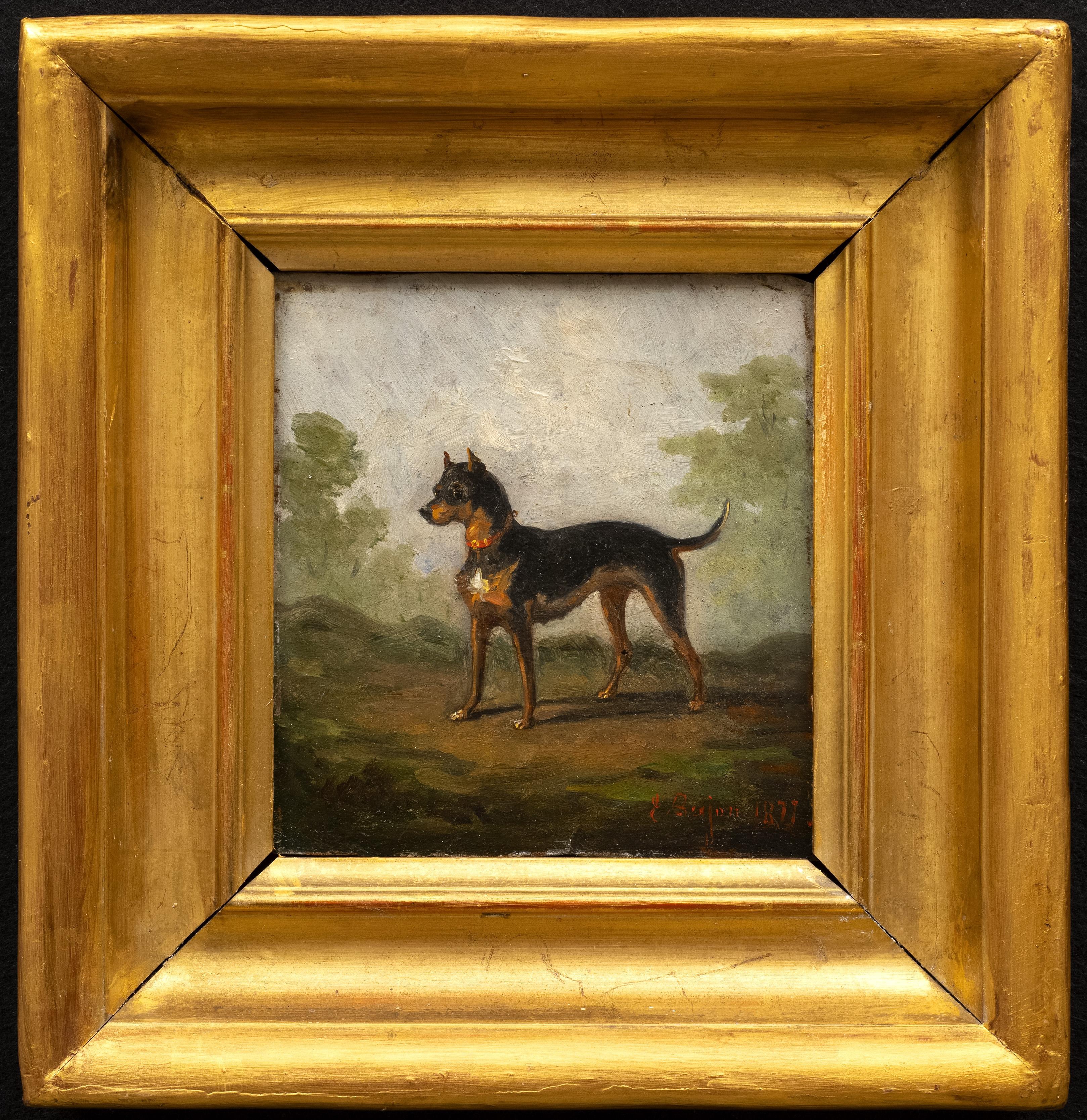 Dog Portrait of a Beauceron 