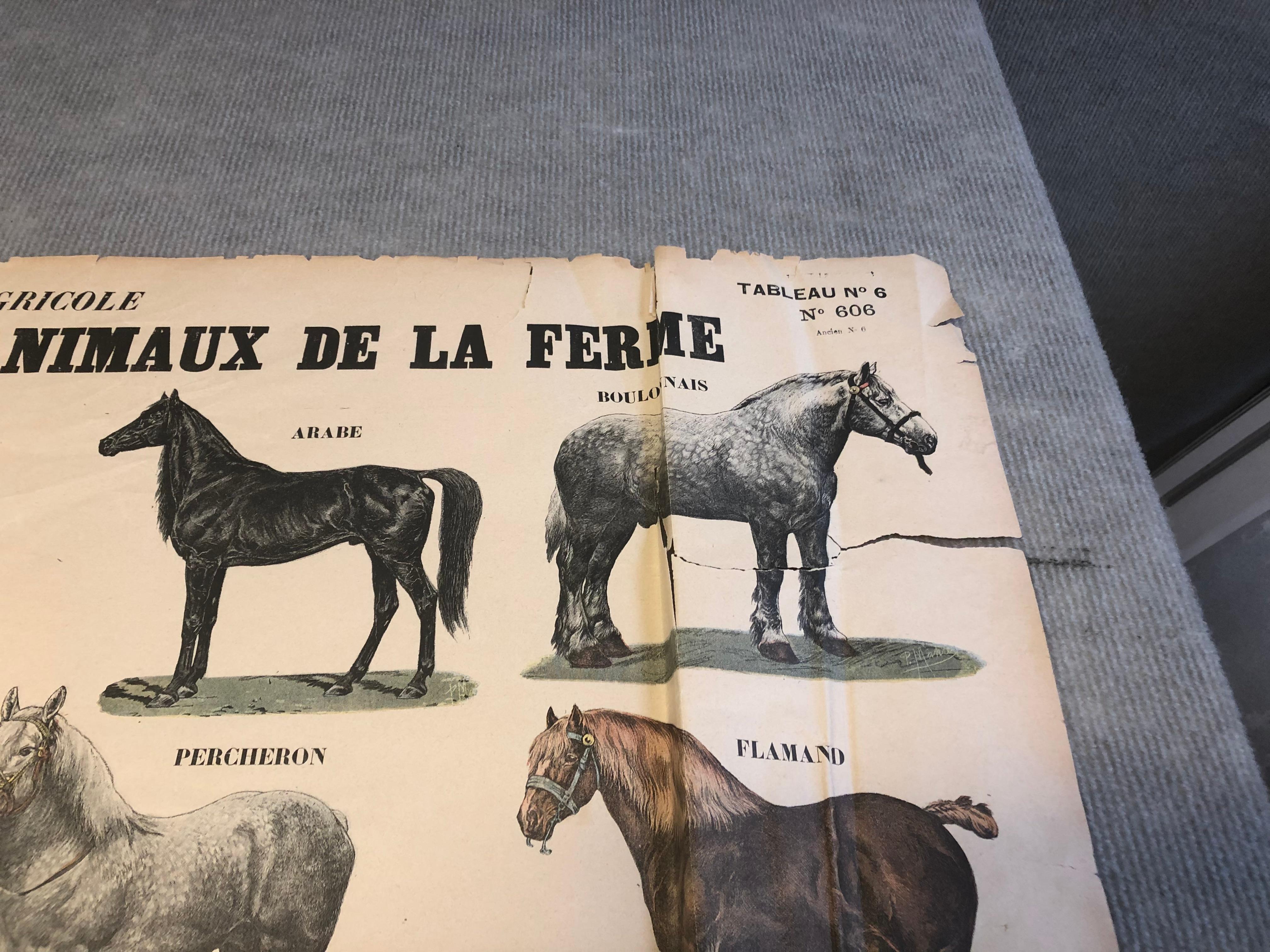 1945 After Emile Deyrolle 'Les Animaux De La Ferme - Les Chevaux' Vintage For Sale 1