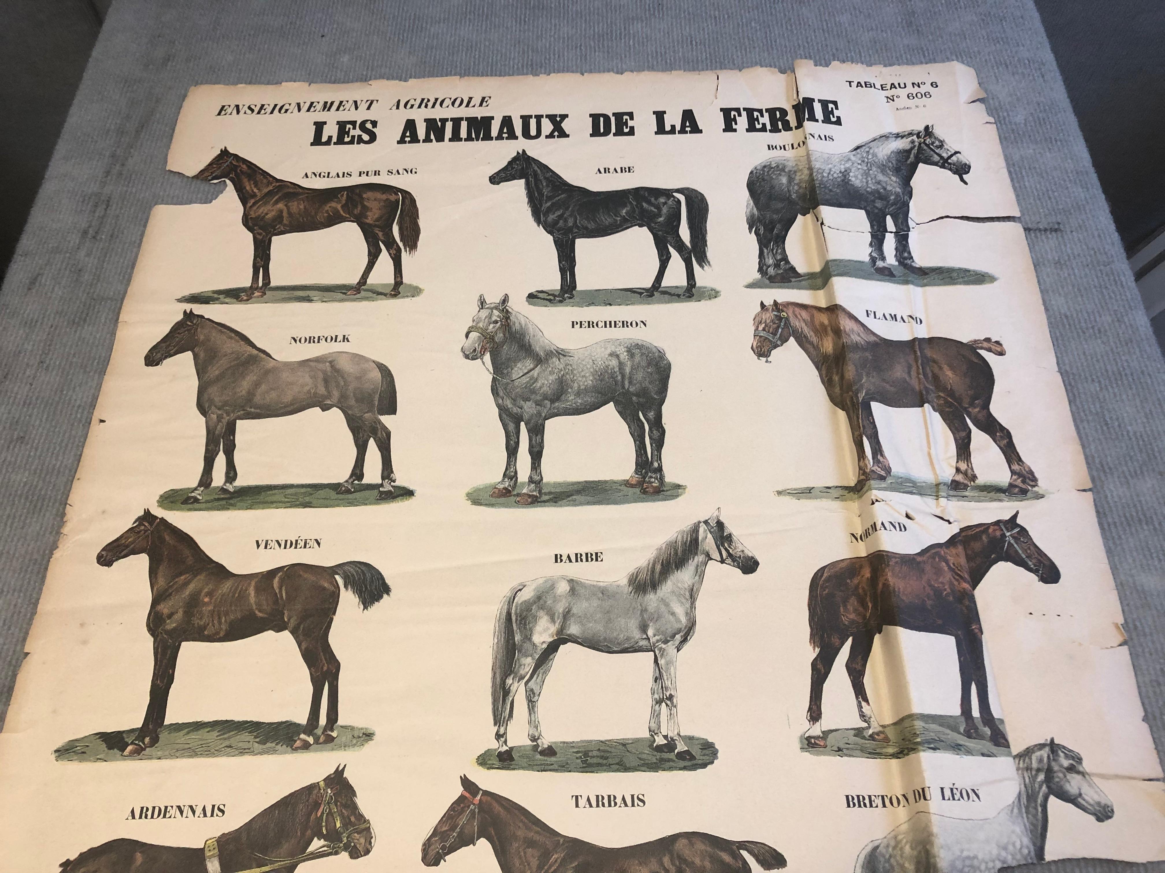 1945 After Emile Deyrolle 'Les Animaux De La Ferme - Les Chevaux' Vintage For Sale 2