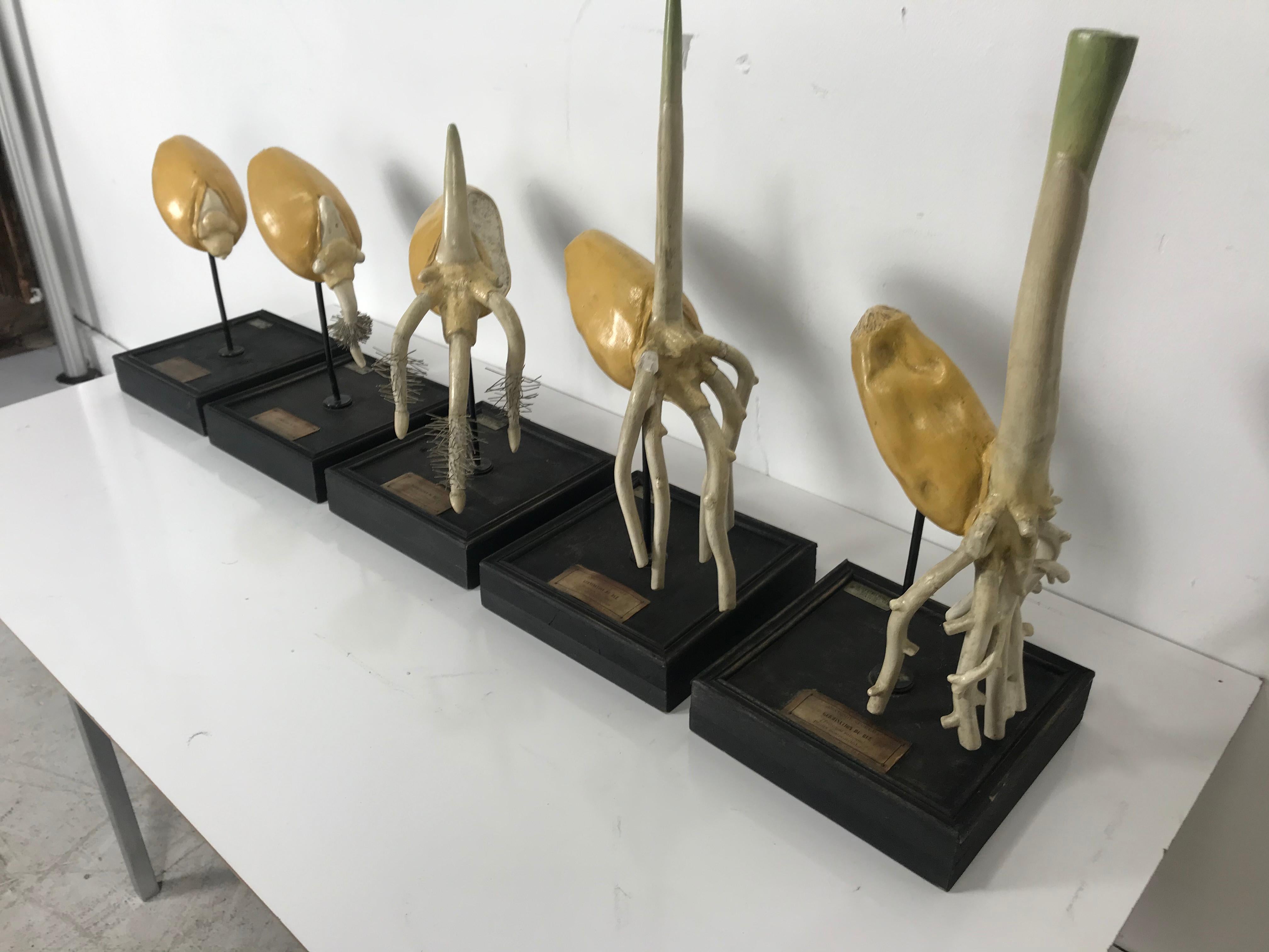 Les Fils D'Emile Deyrolle, Paris. Extremely rare set of five 19th century French painted plaster, wire and wood Didactic models depicting progression, Anatomie Vegetalf, beautifully executed, museum quality, all 5 retain they're original French