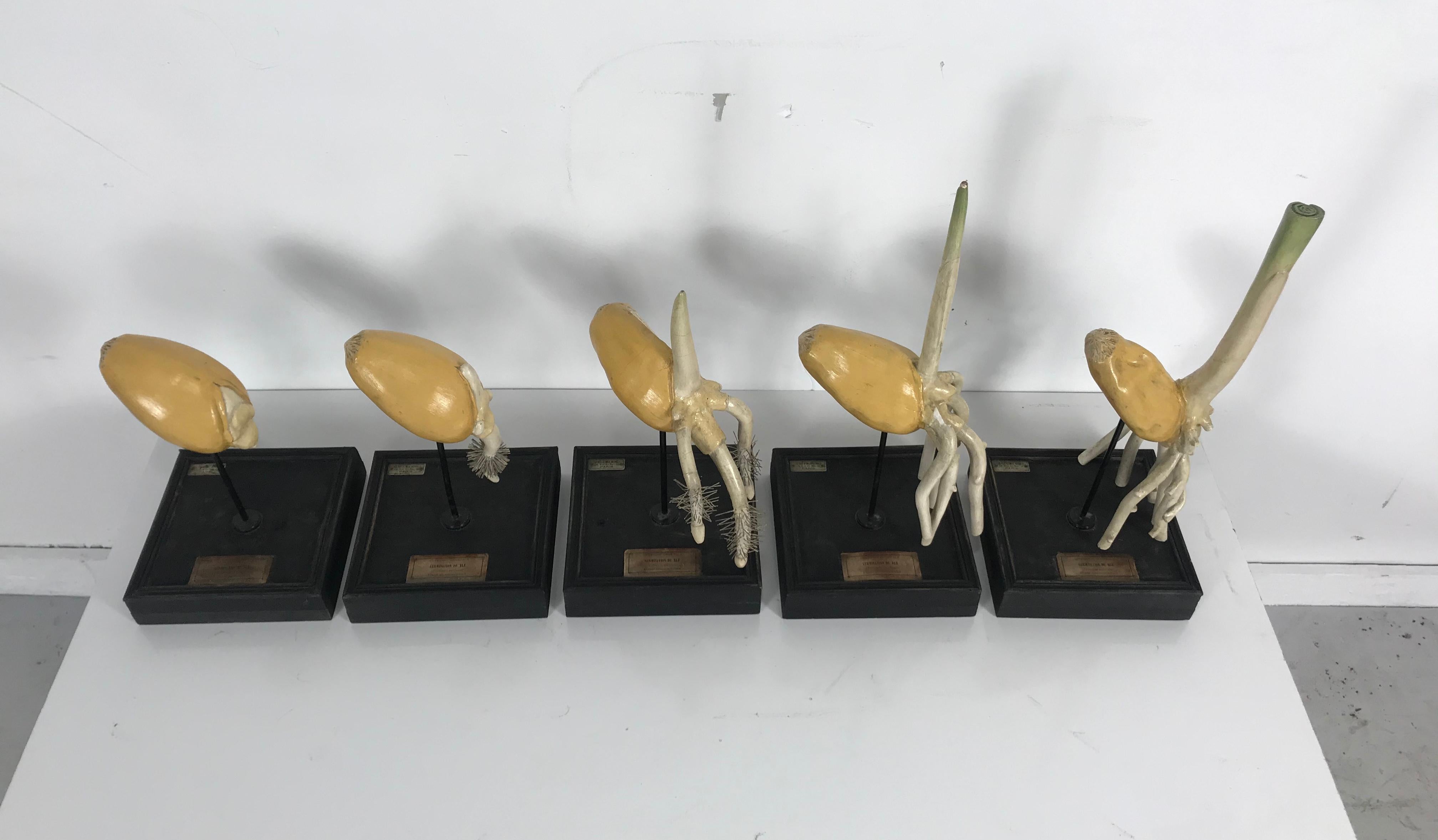 Emile Deyrolle 19th Century Plaster, Wire and Wood Didactic Germination Models For Sale 2
