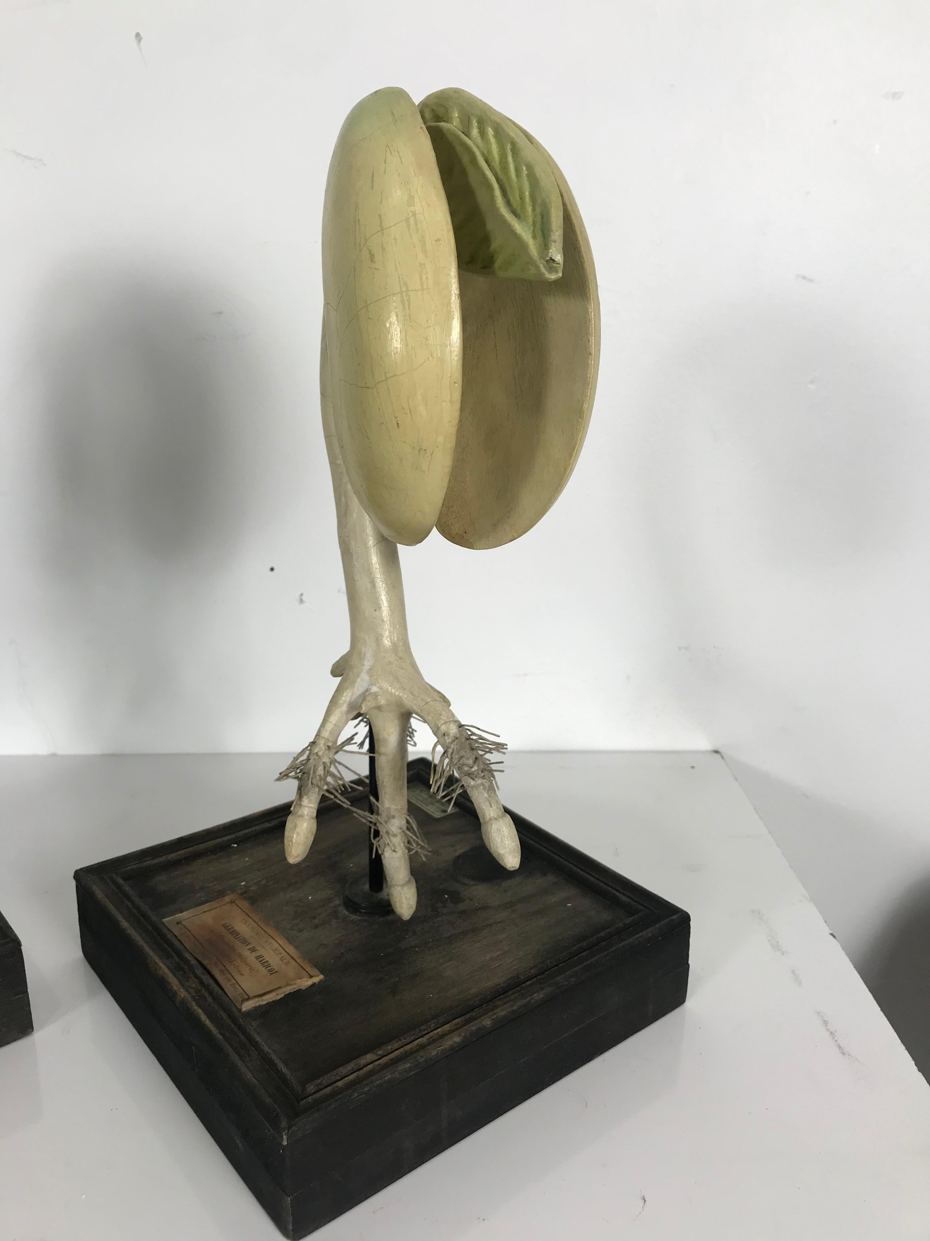 Emile Deyrolle 19th Century Plaster, Wire and Wood Didactic Germination Models In Good Condition For Sale In Buffalo, NY