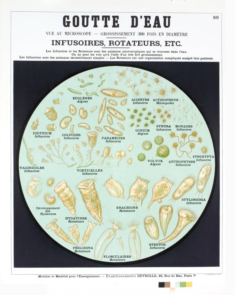 Paper Size: 25.75 x 19.75 inches ( 65.405 x 50.165 cm )
Image Size: 22 x 17.75 inches ( 55.88 x 45.085 cm )
Framed: No
Condition: A: Mint

Additional Details: A microscopic view of a water drop with a closeup of all the microscopic bacteria found in