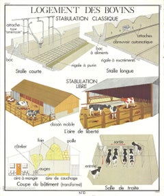 Emile Deyrolle « Le Bovins (Production)