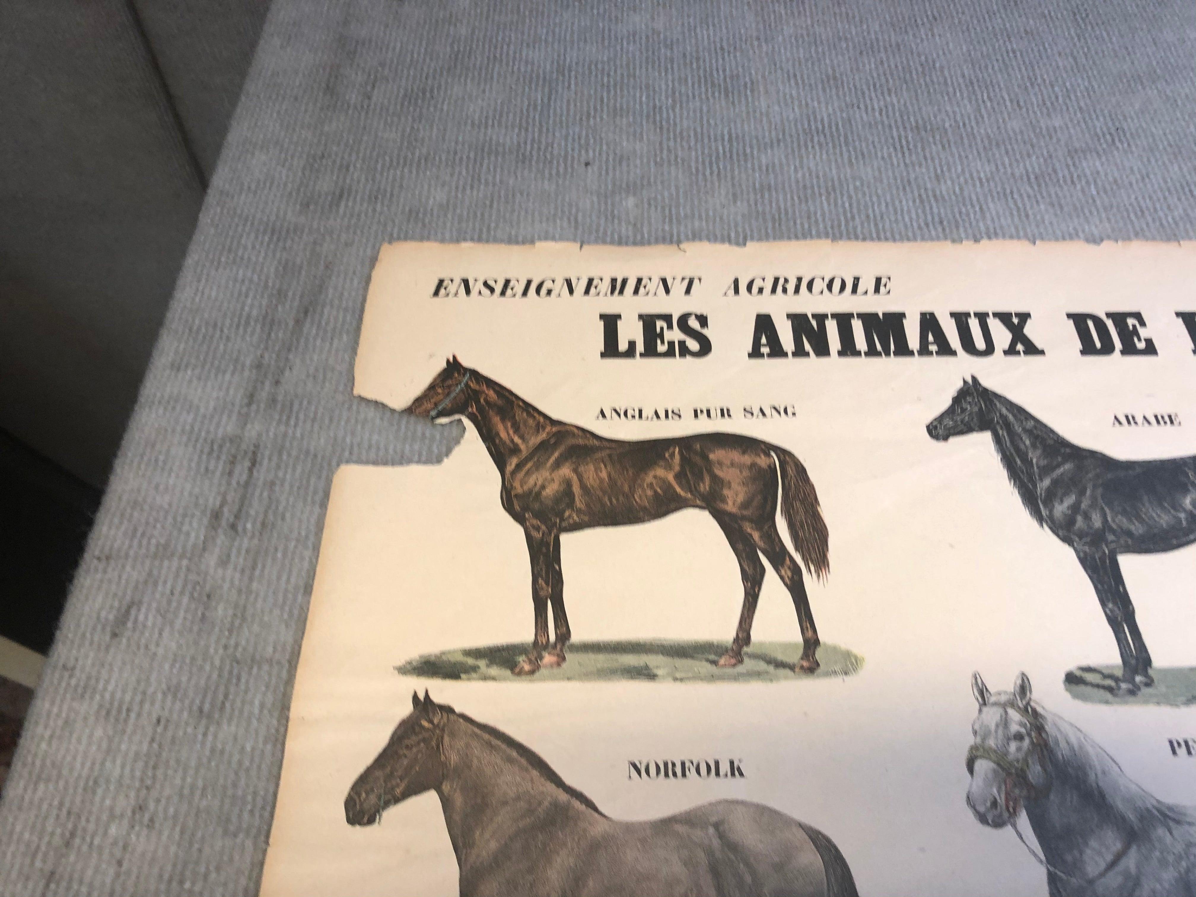 Emile Deyrolle 'Les Animaux De La Ferme - Les Chevaux' 1945 For Sale 2