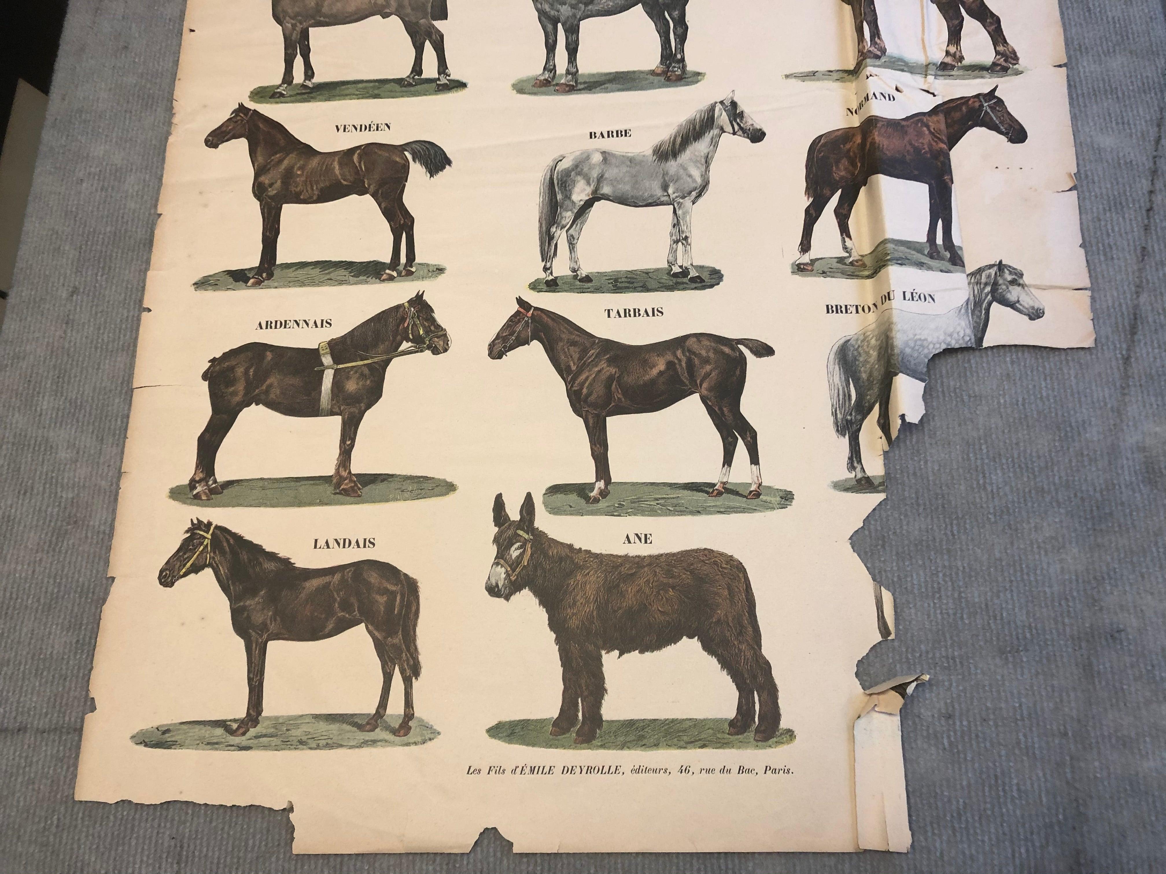 Emile Deyrolle 'Les Animaux De La Ferme - Les Chevaux' 1945 For Sale 6