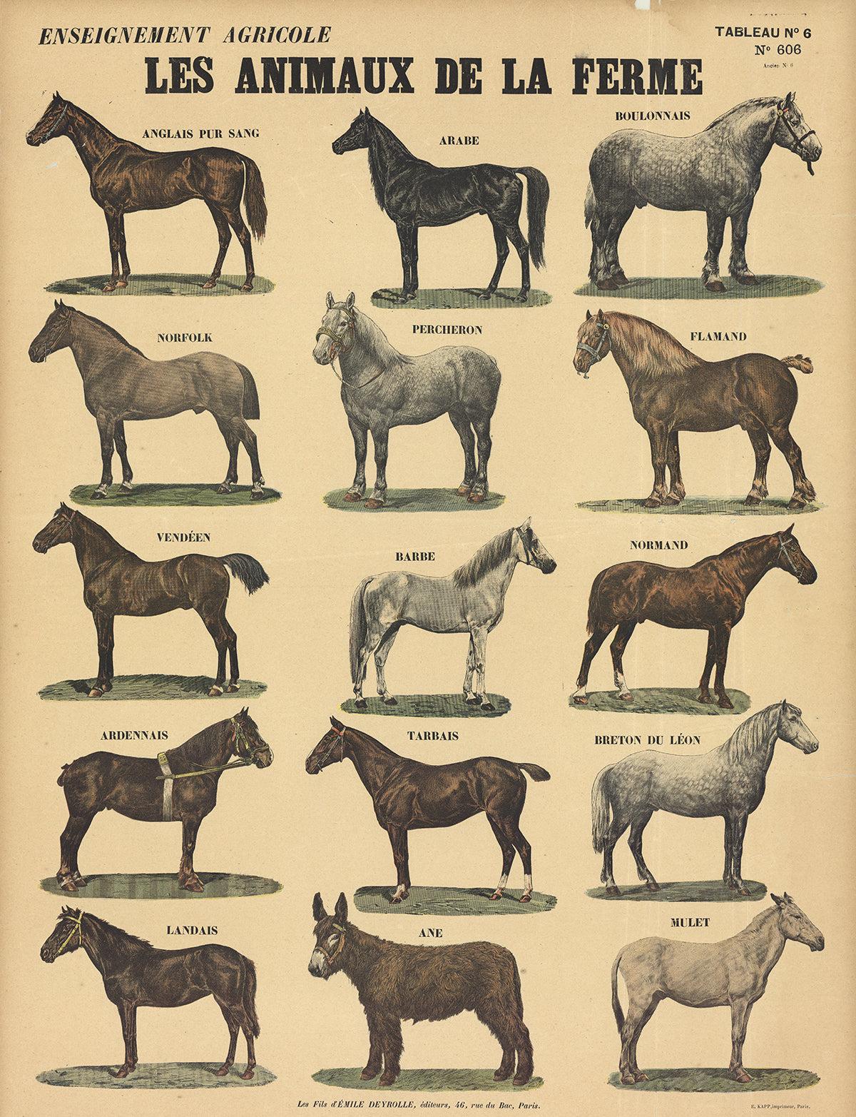 Circa 1940. Published by Les Editions Deyrolle. Teaching Charts. Printed by E Kapp.
 Folded over, several areas of paper loss, including the lower right hand corner. Needs to be restored and mounted to linen.
 
 Paper Size: 32.5 x 23.75 inches ( 83