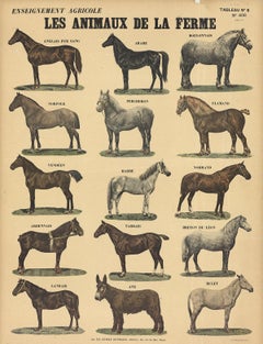 Emile Deyrolle 'Les Animaux De La Ferme - Les Chevaux' 1945