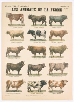 Emile Deyrolle, «Les Animaux de la Ferme - Les Taureaux», 1940